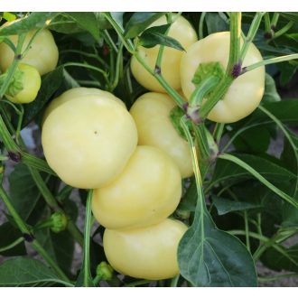 Paprika Arina F1 Orosco - 5000 szem