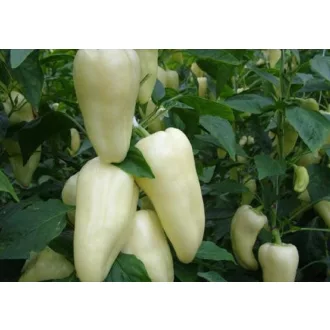 Paprika Superamy F1 - 1.000 szem