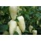 Paprika Superamy F1 - 1.000 szem
