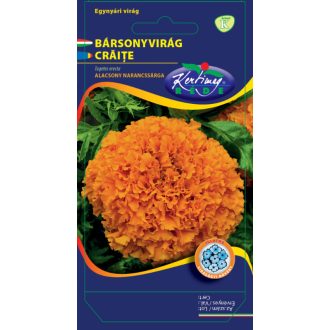 Bársonyvirág Alacsony Narancssárga Rédei  - 1g
