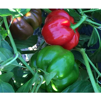 Paprika Gogorez F1 Duna - 250 szem