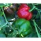 Paprika Gogorez F1 Duna - 250 szem