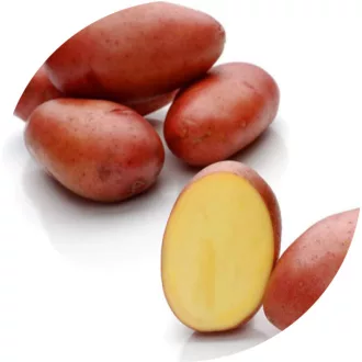 Minigumó Rosara - 50 szem