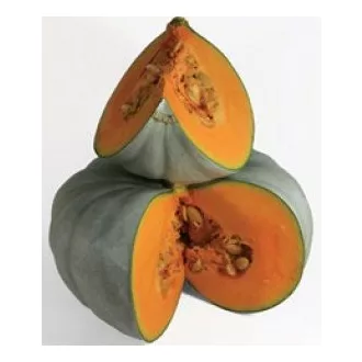 Sütőtök Sampson F1 Enza - 250 szem