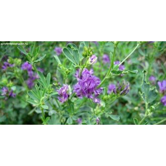 Lucerna Tápiószelei 1 - 1kg