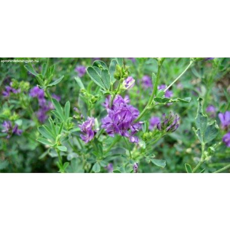 Lucerna Tápiószelei 1 - 1kg