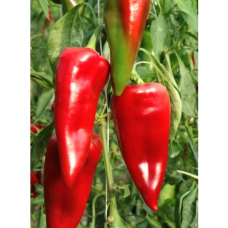 Paprika FKO-3 F1 Orosco - 500 szem