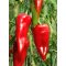 Paprika FKO-3 F1 Orosco - 500 szem