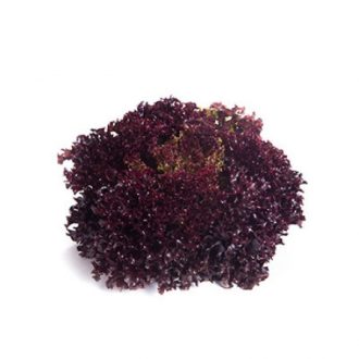 Saláta Carnelian (85-585) RZ - 1000 szem