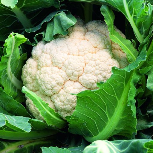 Karfiol Atalaya F1 Sakata - 2500 szem