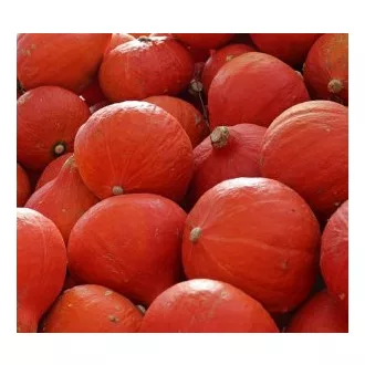 Sütőtök Uchiki Kuri F1 Takii Seed - 500 szem