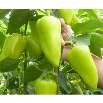 Paprika Todiresti F1 Duna - 250 szem