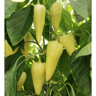 Paprika Altendos F1 Orosco - 500 szem