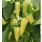 Paprika Altendos F1 Orosco - 500 szem