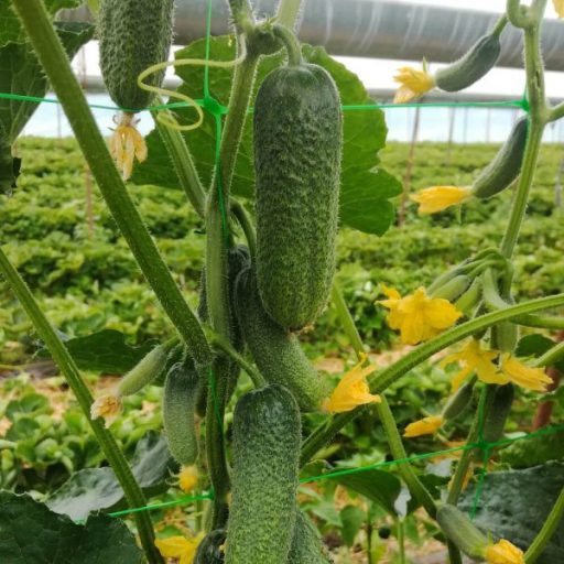 Uborka Shirin (ES 2217) F1 Orosco - 500 szem