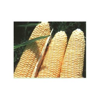 Csemegekukorica Kinze F1 (HMX9397) Alfal. - 5000 szem
