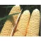 Csemegekukorica Kinze F1 (HMX9397) Alfal. - 5000 szem