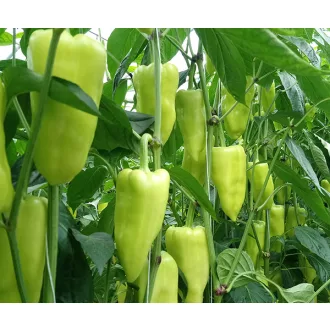 Paprika Cassovia F1 Duna - 250 szem