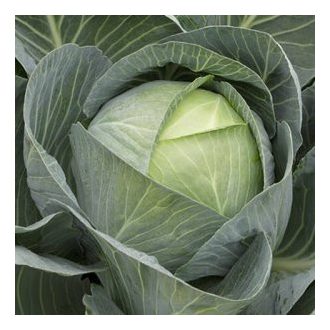 Fejeskáposzta Storidor F1 Syngenta - 2500 Szem