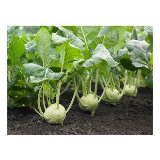 Karalábé Fonda F1 Syngenta - 2500 Szem