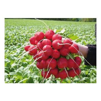 Retek Rosetta (2,75-3.0 mm) Bejo - 50.000 szem