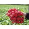 Retek Rosetta (2,75-3.0 mm) Bejo - 50.000 szem