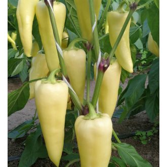 Paprika Kéra F1 Orosco - 500 szem