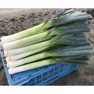 Póréhagyma Vigora F1 Orosco - 10.000 szem