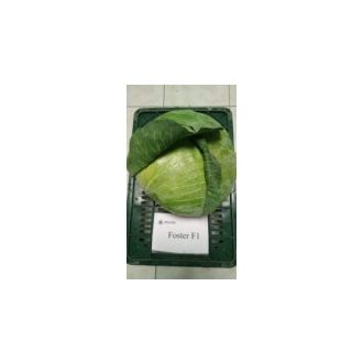 Fejeskáposzta Foster F1 Hazera Genetics - 2500 szem