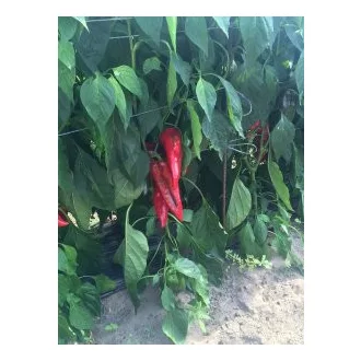 Paprika Feraro F1 Kápia Alfal. - 500 szem