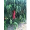 Paprika Feraro F1 Kápia Alfal. - 500 szem