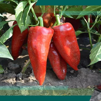 Paprika Keyten F1 Kápia (EX.K10) Alfal. - 500 szem