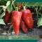 Paprika Keyten F1 Kápia (EX.K10) Alfal. - 500 szem
