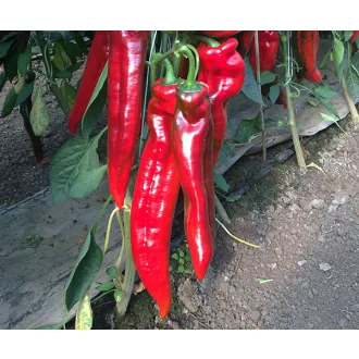 Paprika Bercel F1 Dulce Italiano Duna - 250 szem