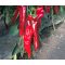 Paprika Bercel F1 Dulce Italiano Duna - 250 szem