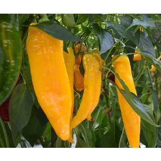 Paprika Firtos F1 Dulce Italiano Duna - 250 szem