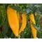 Paprika Firtos F1 Dulce Italiano Duna - 250 szem