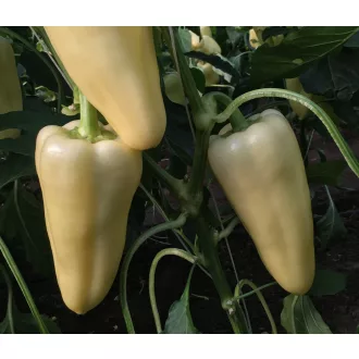 Paprika Rezigo F1 Capsico - 100 szem