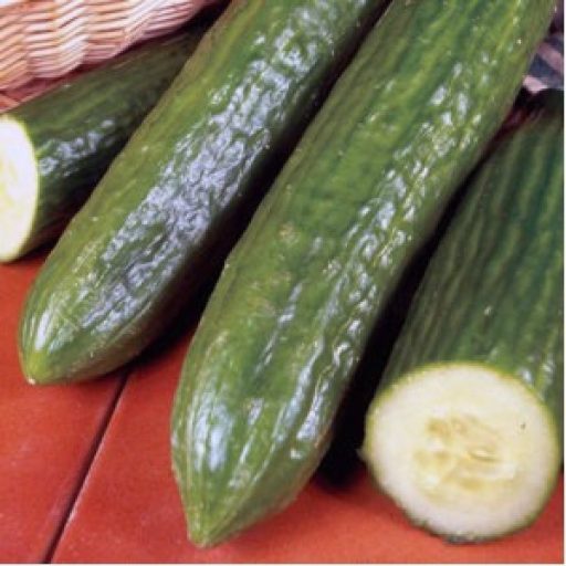 Uborka Veloce F1 RZ - 100 szem