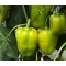Paprika Vatra F1 Duna - 250 szem