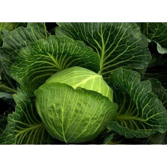 FEJESKÁPOSZTA GREEN FLASH F1 Seminis - 2500 Szem