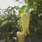 Paprika Bravia F1 RZ - 100 szem