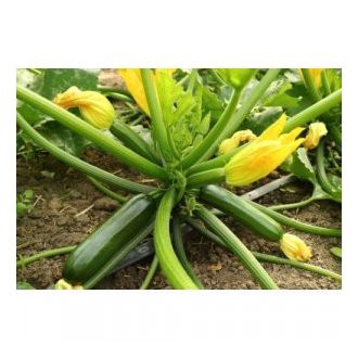 Cukkini Marta F1 Semillas Fito - 500 szem