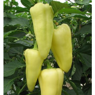 Paprika Cenzor F1 Orosco - 500 szem