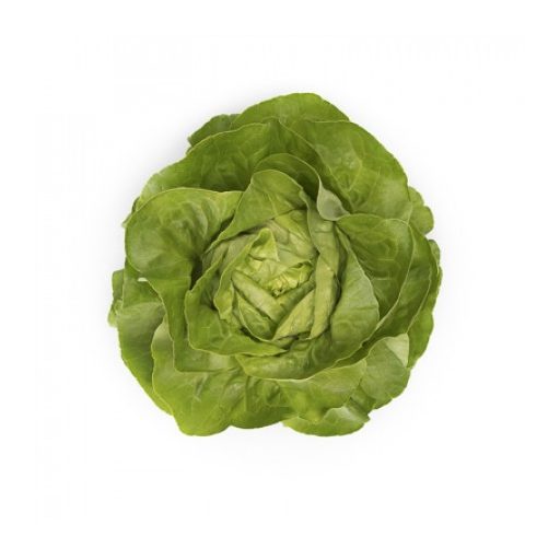 Saláta Ulmo RZ F1 (42-102) - 1000 szem