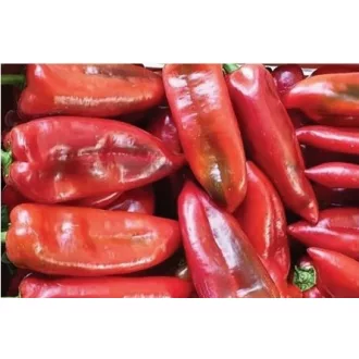 Paprika Kaprima F1 Kápia - 1000 szem