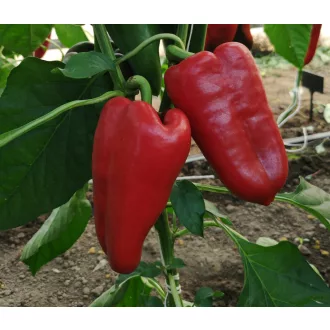 Paprika Krypton F1 Capsico Kápia - 1000 Szem