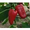Paprika Krypton F1 Capsico Kápia - 100 szem