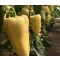 Paprika Trinity F1 Capsico - 1000 szem