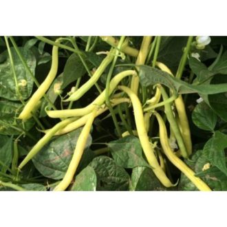 Bab Sonesta Rédei - 1 kg